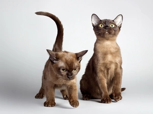 puss, Two cars, Siamese