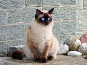 Siamese Cat, Stones
