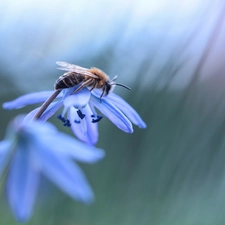 Siberian squill, bee