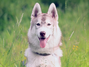 dog, Husky, Meadow, Siberian