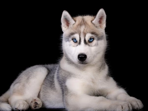 Black, background, Puppy, Siberian Husky, dog