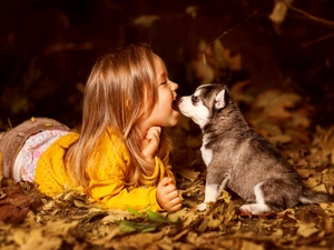 Yellow, Leaf, Puppy, Siberian Husky, girl
