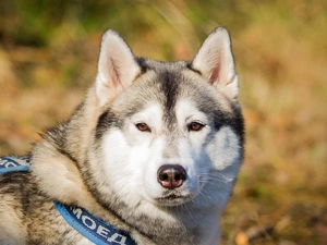 Siberian Husky, Head