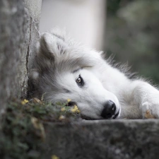 dog, Siberian Husky, ledge, lying