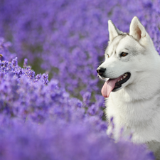 Siberian Husky, lavender