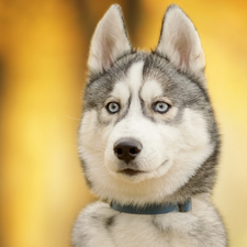 muzzle, dog, Siberian Husky