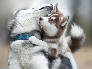 play, Dogs, Siberian Husky