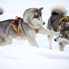 play, Dogs, Siberian Husky