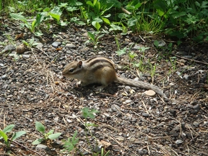 squirrel, gravel, grass, Siberian