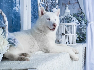 White, Husky, dog, Siberian