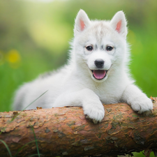 White, Puppy, Siberian Husky, honeyed