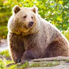 sitter, Brown bear