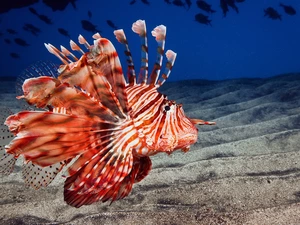 Red Lionfish, fish, skrzydlica