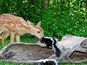 skunk, small, deer