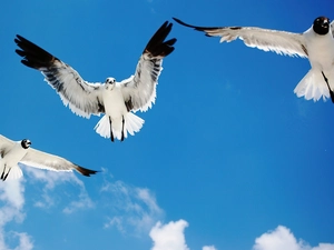 Sky, gulls, blue