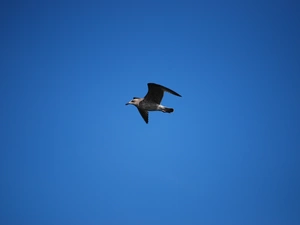 Sky, seagull, clean