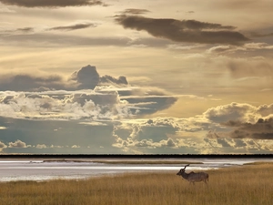 Clouds, Koodo, grass, Sky