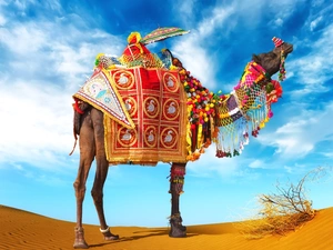 Sky, Camel, Desert