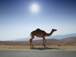 light breaking through sky, Camel, Desert