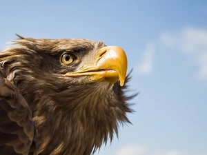 nose, Sky, Drapieżnik, eagle, Bird