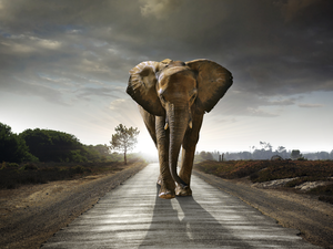 Clouds, Sky, Elephant, Way, large