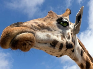 Sky, giraffe, Head