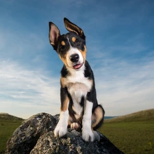 Meadow, Sky, Puppy, Stone, dog