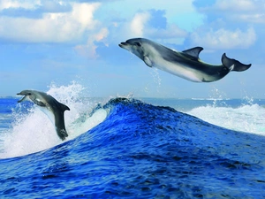 Sky, dolphins, sea
