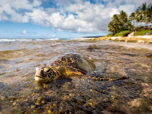 sea, clouds, Turtle, Sky
