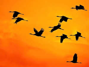 Storks, west, sun, Sky