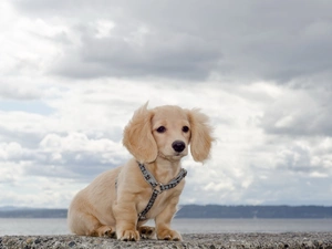 Sky, dachshund, water