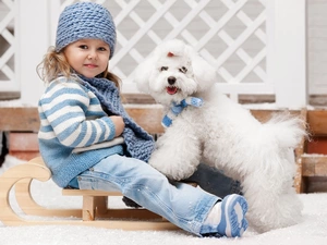 Miniature Poodle, girl, sledge