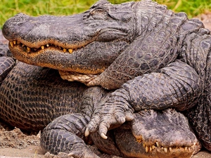 Sleeping, crocodiles