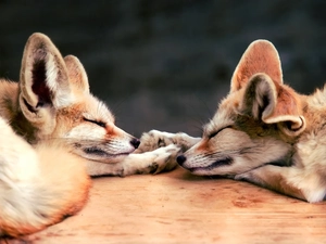 Sleeping, fox