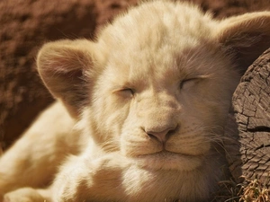 Sleeping, lion