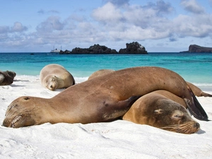 Sleeping, seals