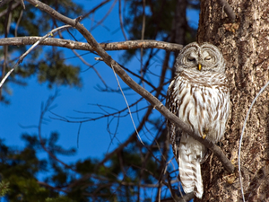 the sleeping, trees, forest, owl