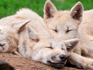 Sleeping, wolves