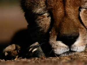 sleepy, Cheetah