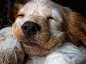 honeyed, dog, mouth, sleepy