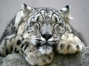 sleepy, snow leopard