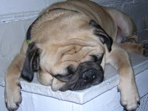 sleepy, pug