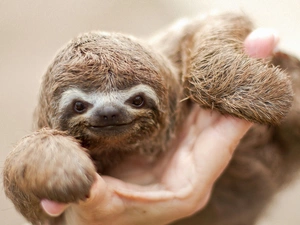 sloth, hand