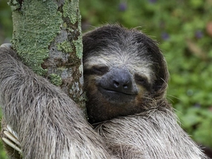sloth, trees