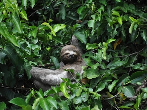 sloth