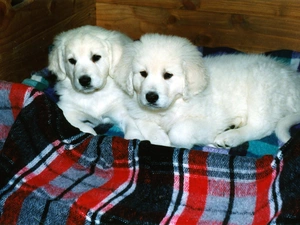 coverlet, Pane, puppies, slovak czuwacze, White