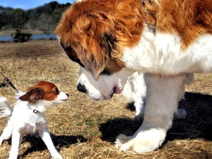 Bernard, doggy, meet, small