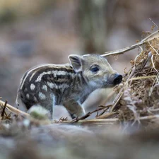 small, Boar