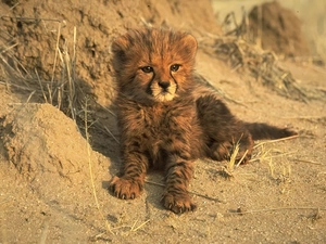 small, Cheetah