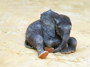 small, Elephant
